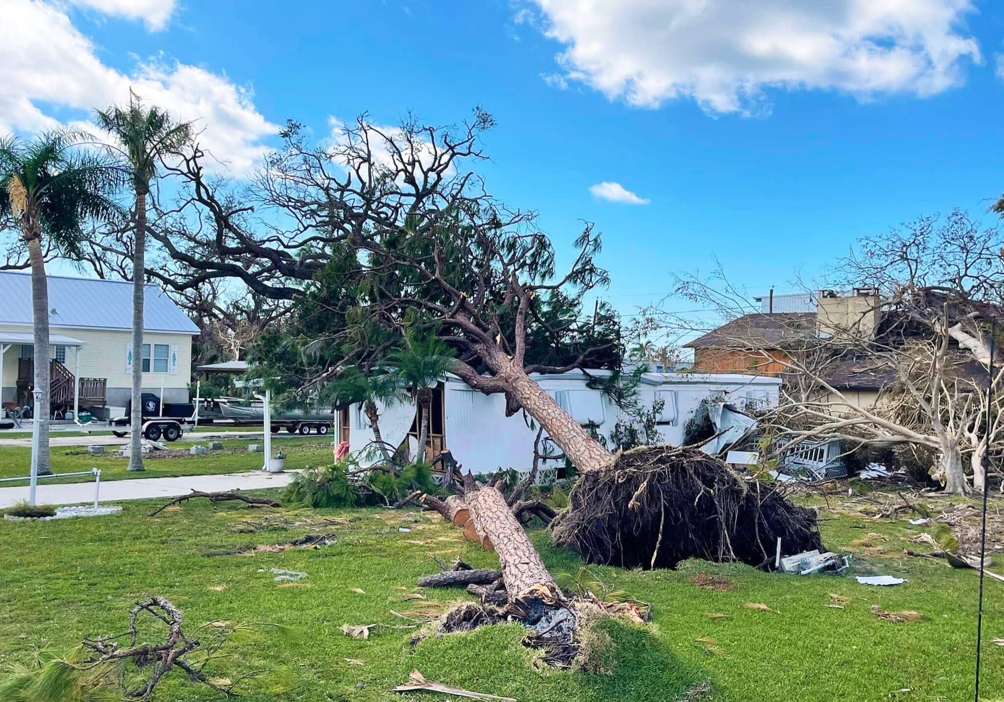 Pine uprooted by Hurricane Isaias lying across a lawn against a home, root ball torn out of the sand, with a cut section of trunk and debris in the grass